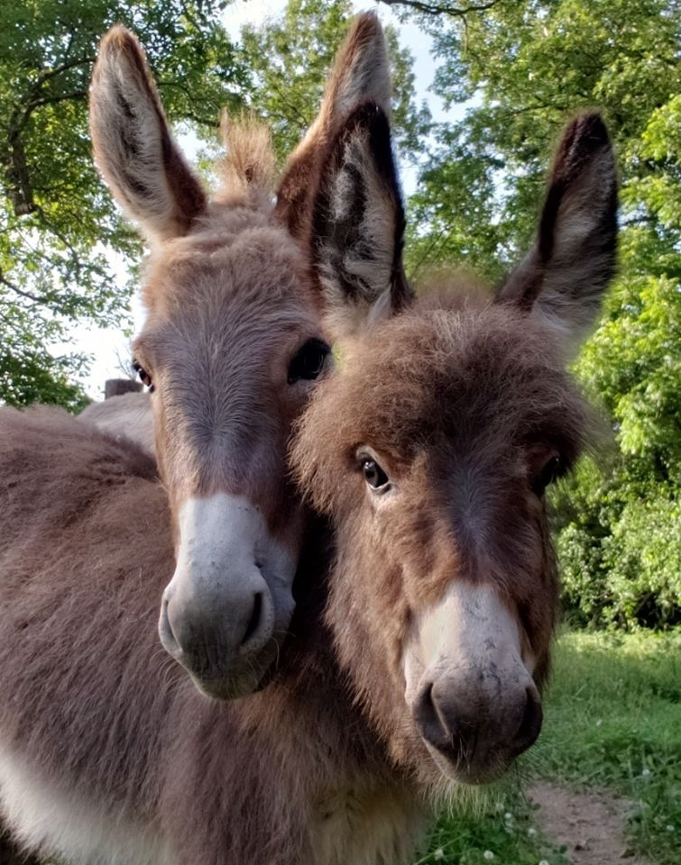 Our miniature donkeys and their babies - Tequila Ranch